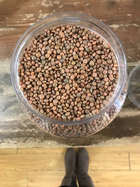 Organic Puy Lentils